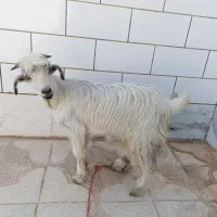 فروش یک عدد کهره نر