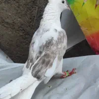 کفتر رنگی زرد و پشتدار