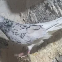 سه نر دم سفید