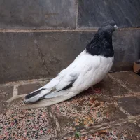 کبوتر|پرنده|بهارستان, |دیوار