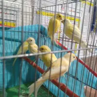 فروش ۶عدد قناری|پرنده|یاسوج, |دیوار