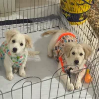 دو عدد سگ میکس شیتزو اشپیتزر