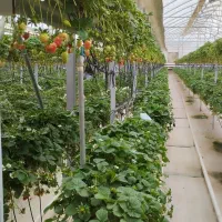 جذب نیرو جهت کار درگلخانه توت فرنگی