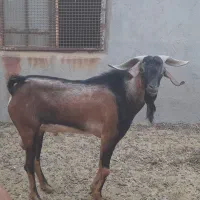 فروش پازن|حیوانات مزرعه|لامرد, |دیوار