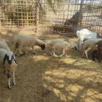 بره  گاو ابستن  گوساله ماده|حیوانات مزرعه|بندرعباس, |دیوار