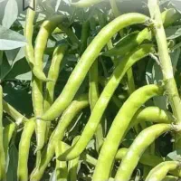 باقلادرجه ۱ اصل گرگان