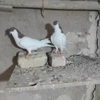 کفتریال سرخ نر