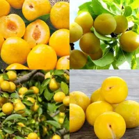 تولید نهال آلو قطره طلا