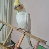 پرنده عروس هلندی