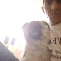 سگ پامرین نر