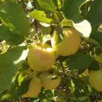 سیب درختی ، همه مدل ، از مجلسی گرفته تا پا درختی