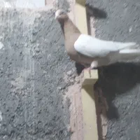 نروماده کمر زردوسرخ|پرنده|سبزوار, امیر کبیر|دیوار