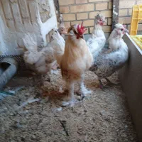 مرغ خروس
