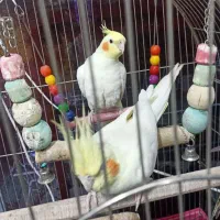 یک جفت عروس هلندی مولد با جوجه