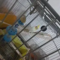 سه عدد عروس هلندی با تخم و جوجه و مرغ عشق|پرنده|فولادشهر, B5|دیوار