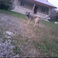 توله سگ سرابی