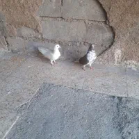 کاشانی ساعت بالا|پرنده|شوشتر, |دیوار