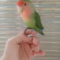 طوطی برزیلی|پرنده|سنندج, |دیوار