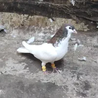 پرنده|پرنده|اهواز, کوی باهنر|دیوار