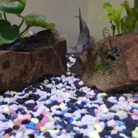 کت فیش|ماهی|فردیس, سرحدی|دیوار