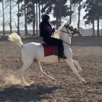 مادیون اصیل شجره دار