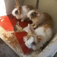 خرگوش 2عدد