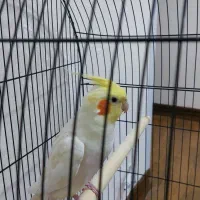 طوطی عروس نر سخنگو
