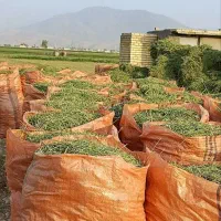 یونجه خوردشده تحویل دامداری|لوازم جانبی حیوانات|لار, |دیوار