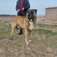 واگذاری سگ نگهبان