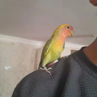 طوزی برزیلی صورت هلویی ماده
