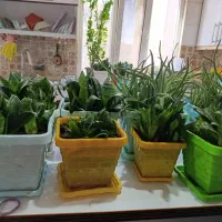 گل‌های آپارتمانی|گل و گیاه طبیعی|بهارستان, |دیوار