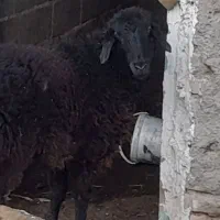 یک راس بره ماه بفرش میرسد