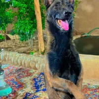 ماده مالینیوز