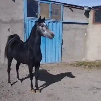 کیان نریان نجیب، سواری دار مجلسی بدون اخلاق بد|اسب و تجهیزات اسبسواری|خوانسار, |دیوار