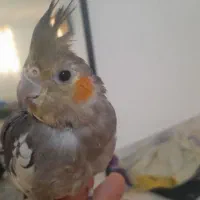 عروس هلندی|پرنده|مشکیندشت, |دیوار