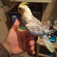 عروس هلندی ماده