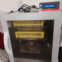 تخم بدید جوجه بگیرید