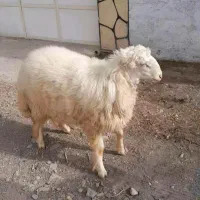 بره قوچی سنجابی|حیوانات مزرعه|کاشمر, |دیوار