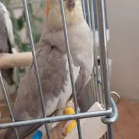 عروس هلندی نر ماده|پرنده|نسیم‌شهر, |دیوار