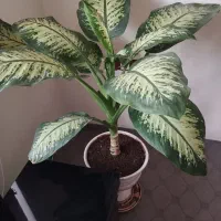 گل سر حال|گل و گیاه طبیعی|شیراز, کوشک میدان|دیوار