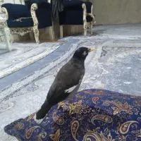 مرغ مینا نر جوان سخن گو|پرنده|گرگان, |دیوار