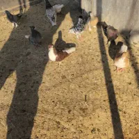 کبوتر ماده|پرنده|شیراز, چشمه سید صفری|دیوار