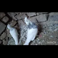 جفت طوق الماسی