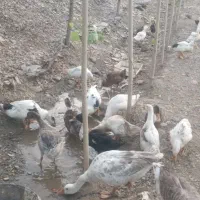 فروش غاز و اردک