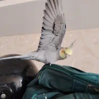 عروس هلندی نر دستی عجوبه سخنگو