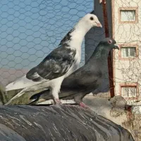 چهارتا نر|پرنده|شیراز, پشم شیشه|دیوار