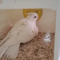 عروس هلندی بالغ|پرنده|زابل, |دیوار