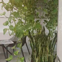 شهرک-میانرود-ویلایی-مسکونی-یک-طبقه-120متری