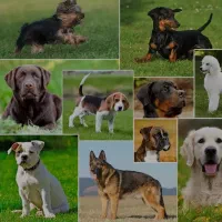 سگ پیدا شده