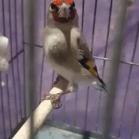 سهره|پرنده|کرمان, |دیوار